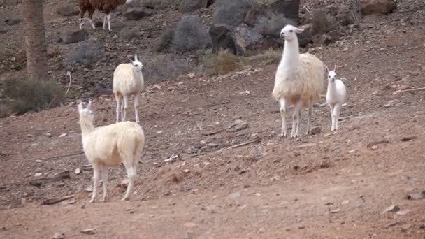 Walking Herd Llamas — Stock Video