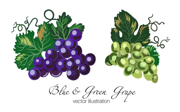Grappoli Uva Verde Blu Con Foglie Disegnato Mano Illustrazione Vettoriale — Vettoriale Stock