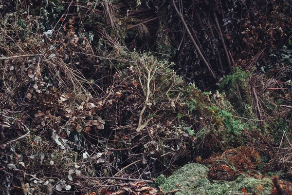Arka planda kuru otların kırsal dokusu, kurumuş bitki örtüsü, yapraklar ve kırık dallar