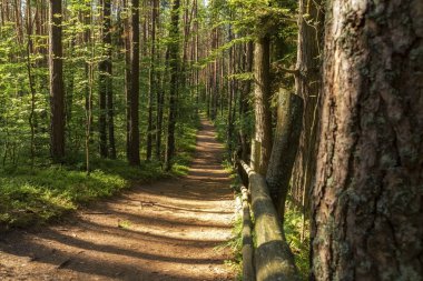 Yeşil orman Hiking trail yolunda. İ, Roztochia bölgesi, Polonya bulunan