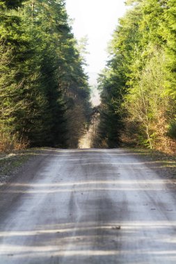 Yeşil orman Hiking trail yolunda. İ, Roztochia bölgesi, Polonya bulunan