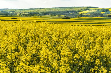 Kanola veya Tecavüz çiçekleri tarlalarda çiçek lenme