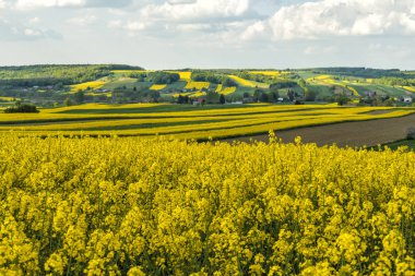 Kanola veya Tecavüz çiçekleri tarlalarda çiçek lenme