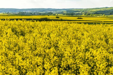 Kanola veya Tecavüz çiçekleri tarlalarda çiçek lenme