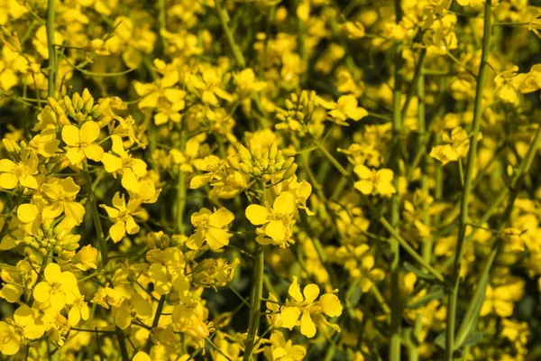 油菜或油菜花在田野上绽放 — 图库照片