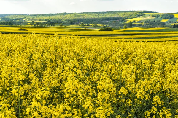 Kanola veya Tecavüz çiçekleri tarlalarda çiçek lenme