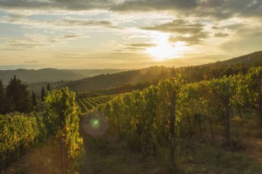 Siena 'nın Chianti bölgesindeki Volpaia kasabası yakınlarındaki üzüm bağı. Toskana manzarası. İtalya