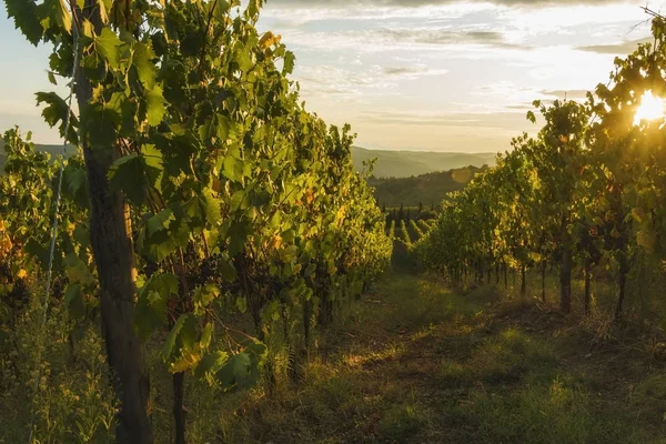 Vineyard Volpaia Town Chianti Region Province Siena Tuscany Landscape Italy — Stock Photo, Image