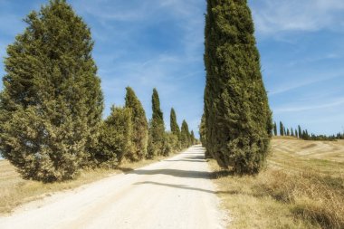 Tuscany, İtalya 'daki Siena Eyaleti' nin tipik manzaraları. Cypress tepeleri, tarlalar, yollar ve evler. Sonbahar mevsiminin başlangıcı.