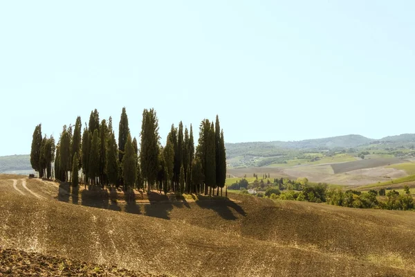 Typiska Landskap För Siena Provinsen Toscana Italien Cypress Kullar Plogade — Stockfoto