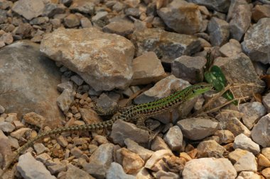İtalyan duvar kertenkelesi (Podarcis siculus), Lacertidae familyasından bir kertenkele türü. Bosna-Hersek, Hırvatistan, Fransa, İtalya, Sırbistan-Karadağ, Slovenya ve İsviçre 'ye özgüdür.