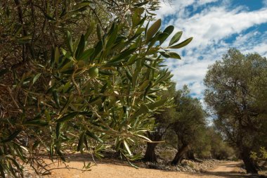 Binlerce yıllık zeytin ağaçları olan Lun Zeytin Bahçeleri, Pag Adası.