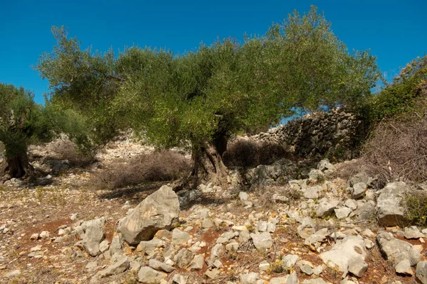 Olivengärten Von Lun Mit Tausenden Jahre Alten Olivenbäumen Insel Pag — Stockfoto