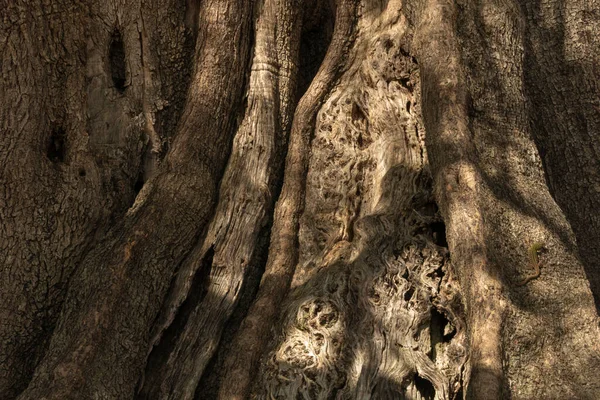 Azeitonas Jardins Lun Com Milhares Anos Idade Oliveiras Ilha Pag — Fotografia de Stock