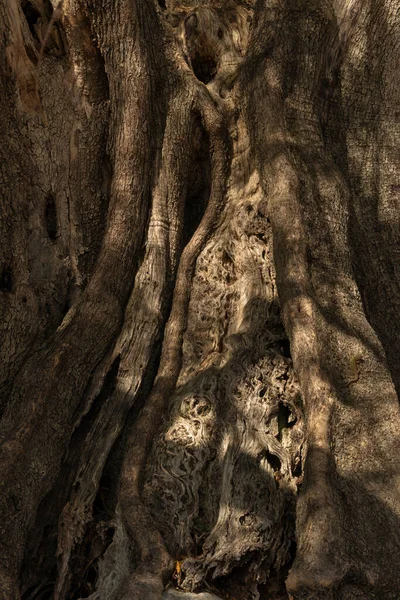 何千年もの古いオリーブの木があるルーンのオリーブ園 パグ島 — ストック写真
