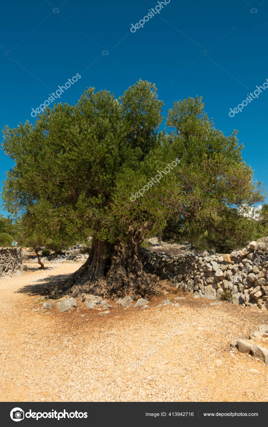 Olive Gardens Lun Thousands Years Old Olive Trees Island Pag Stock Photo Image By C Difenbahia Onet Eu 413942716