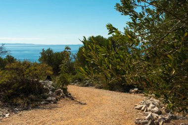 Binlerce yıllık zeytin ağaçları olan Lun Zeytin Bahçeleri, Pag Adası.