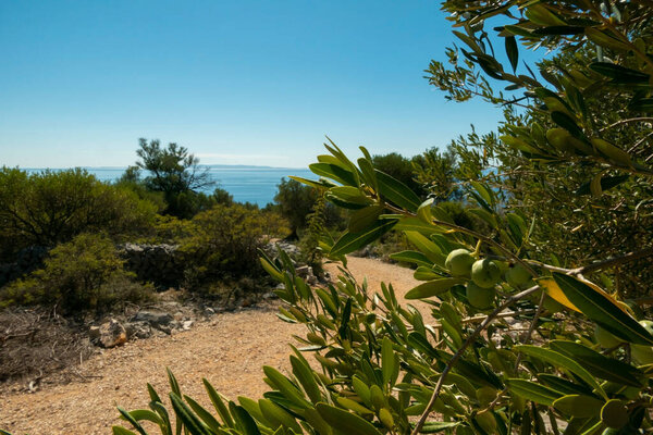 Olive Gardens of Lun with thousands years old olive trees, island of Pag.