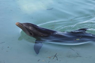 yunus doğal ortamında