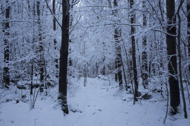 Güzel karlı ağaç ve orman İsveç İskandinavya. Güzel, soğuk, mavi akşam ormanda. Sakin, huzurlu açık havada fotoğraf. İsveçli kış zaman güzel doğa ve manzara resim.