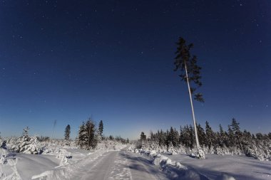İsveçli kış orman ve ağaç