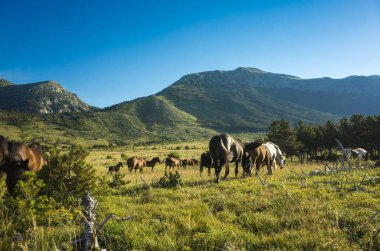 Atları Paklenica Velebit dağ Hırvatistan, Europe. Sıcak yaz günü. Güzel doğa ve manzara. 