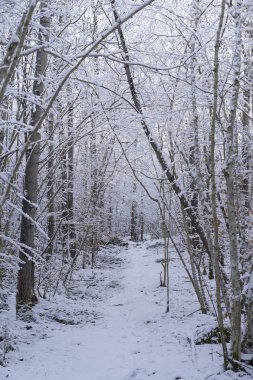 Güzel doğa ve manzara fotoğraf İsveçli kış orman ve ağaçlar. Güzel soğuk bir gün ormanda. Dalları ile kar, buz ve tahta köprüden güzel ayrıntıları.
