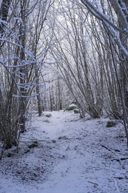 Güzel doğa ve manzara fotoğraf İsveçli kış orman ve ağaçlar. Güzel soğuk bir gün ormanda. Dalları ile kar, buz ve tahta köprüden güzel ayrıntıları.