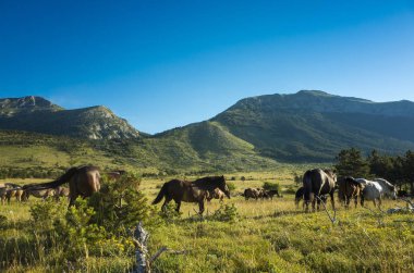 Atları Paklenica Velebit dağ Hırvatistan, Europe. Sıcak yaz günü. Güzel doğa ve manzara. 