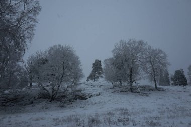 Güzel karlı ağaç ve orman İsveç İskandinavya. Güzel, soğuk, mavi akşam ormanda. Sakin, huzurlu açık havada fotoğraf. İsveçli kış zaman güzel doğa ve manzara resim.