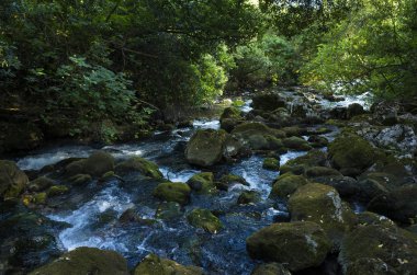 Hırvatistan Avrupa'nın bir ormandaki nehir. Güzel manzara ve doğa fotoğraf. Yeşil ağaçlar, taşlar ve akan su