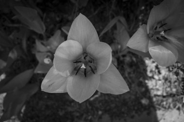 beyaz çiçek tek renkli fotoğraf