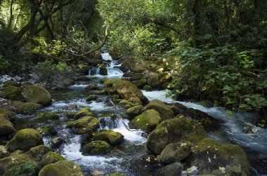Hırvatistan Avrupa'nın bir ormandaki nehir. Güzel manzara ve doğa fotoğraf. Yeşil ağaçlar, taşlar ve akan su