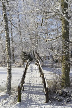 Güzel doğa ve manzara fotoğraf İsveçli kış orman ve ağaçlar. Güzel soğuk bir gün ormanda. Dalları ile kar, buz ve tahta köprüden güzel ayrıntıları.