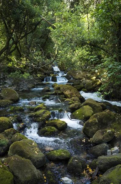 Hırvatistan Avrupa'nın bir ormandaki nehir. Güzel manzara ve doğa fotoğraf. Yeşil ağaçlar, taşlar ve akan su