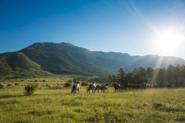 Atları Paklenica Velebit dağ Hırvatistan, Europe. Sıcak yaz günü. Güzel doğa ve manzara. 
