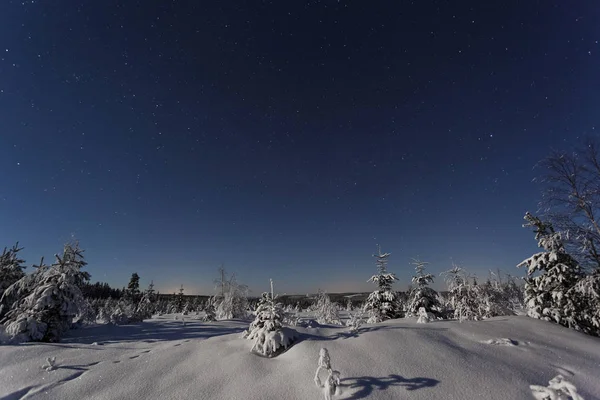 İsveçli kış orman ve ağaç