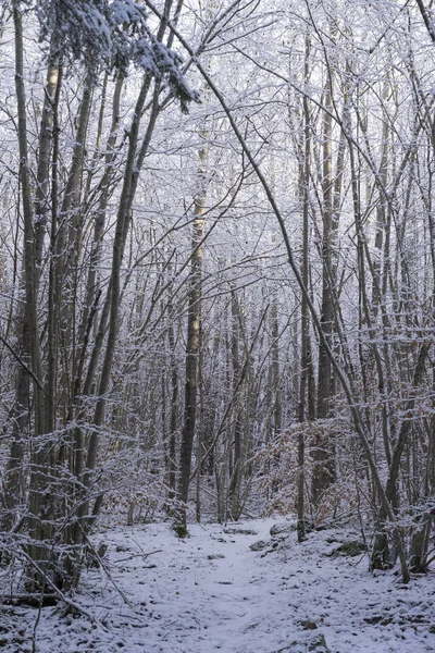 Güzel doğa ve manzara fotoğraf İsveçli kış orman ve ağaçlar. Güzel soğuk bir gün ormanda. Dalları ile kar, buz ve tahta köprüden güzel ayrıntıları.