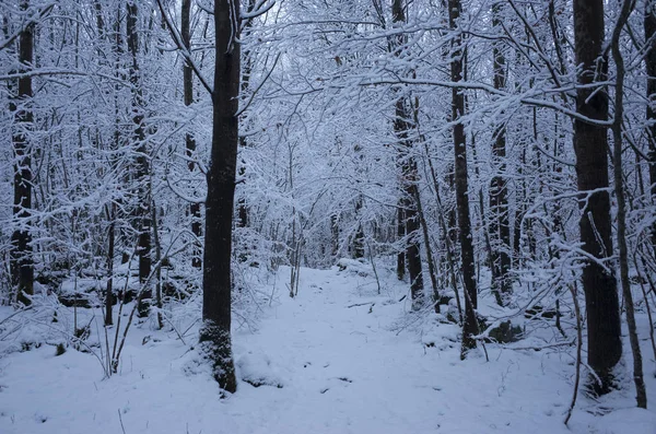 Снежные Деревья Лес Швеции Скандинавия Милый Холодный Голубой Вечер Лесу — стоковое фото
