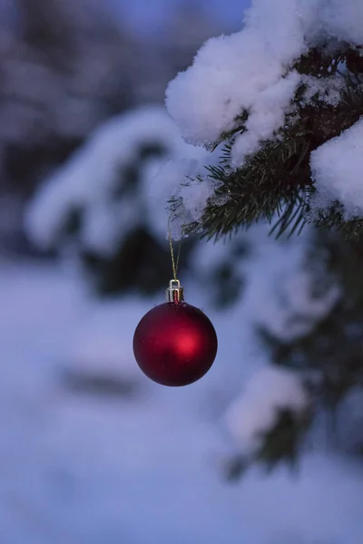Bela Foto Bola Decoração Natal Vermelho Pendurado Pequena Árvore Coberta — Fotografia de Stock