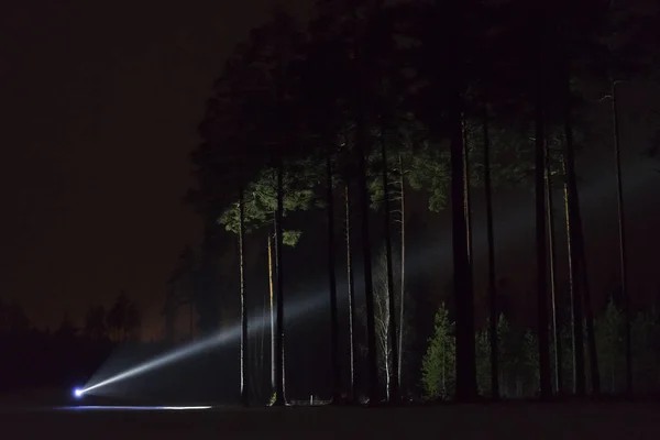 Man Standing Outdoors Night Tree Alley Shining Flashlight Beautiful Dark — Stock Photo, Image