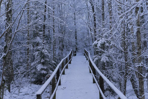 Beautiful nature and landscape photo of Swedish winter forest and trees. Nice cold day in the wood. Lovely details of branches with snow,frost and wooden bridge.