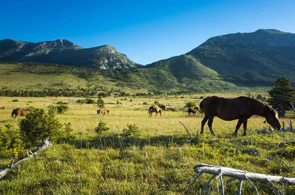 Atları Paklenica Velebit dağ Hırvatistan, Europe. Sıcak yaz günü. Güzel doğa ve manzara. 
