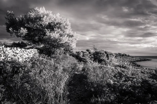 gündüz doğa manzara tek renkli fotoğraf 