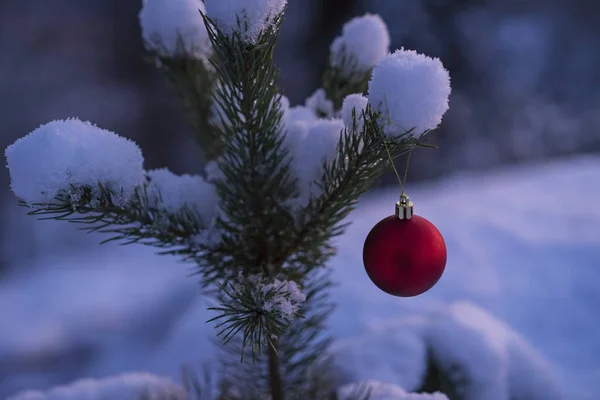 Bela Foto Bola Decoração Natal Vermelho Pendurado Pequena Árvore Coberta — Fotografia de Stock