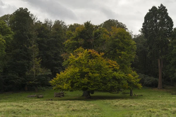 Richmond Park Groot Brittannië Oktober 2017 Natuur Landschap Foto Van — Stockfoto