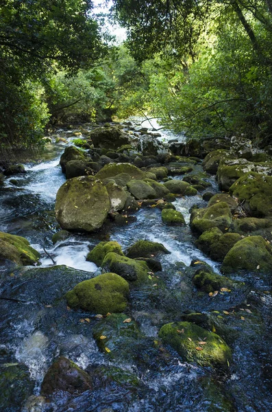 Hırvatistan Avrupa'nın bir ormandaki nehir. Güzel manzara ve doğa fotoğraf. Yeşil ağaçlar, taşlar ve akan su