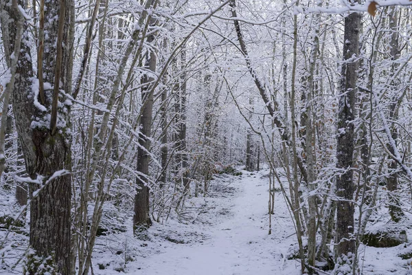 Beautiful nature and landscape photo of Swedish winter forest and trees. Nice cold day in the wood. Lovely details of branches with snow,frost and wooden bridge.