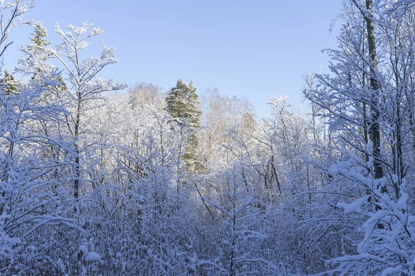 Güzel doğa ve manzara fotoğraf İsveçli kış orman ve ağaçlar. Güzel soğuk bir gün ormanda. Dalları ile kar, buz ve tahta köprüden güzel ayrıntıları.