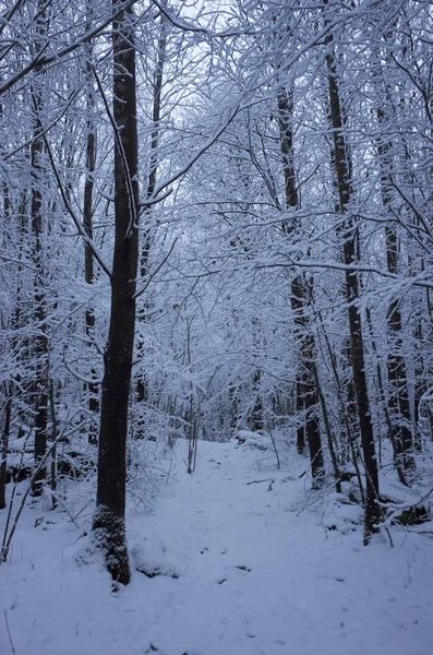 Güzel karlı ağaç ve orman İsveç İskandinavya. Güzel, soğuk, mavi akşam ormanda. Sakin, huzurlu açık havada fotoğraf. İsveçli kış zaman güzel doğa ve manzara resim.